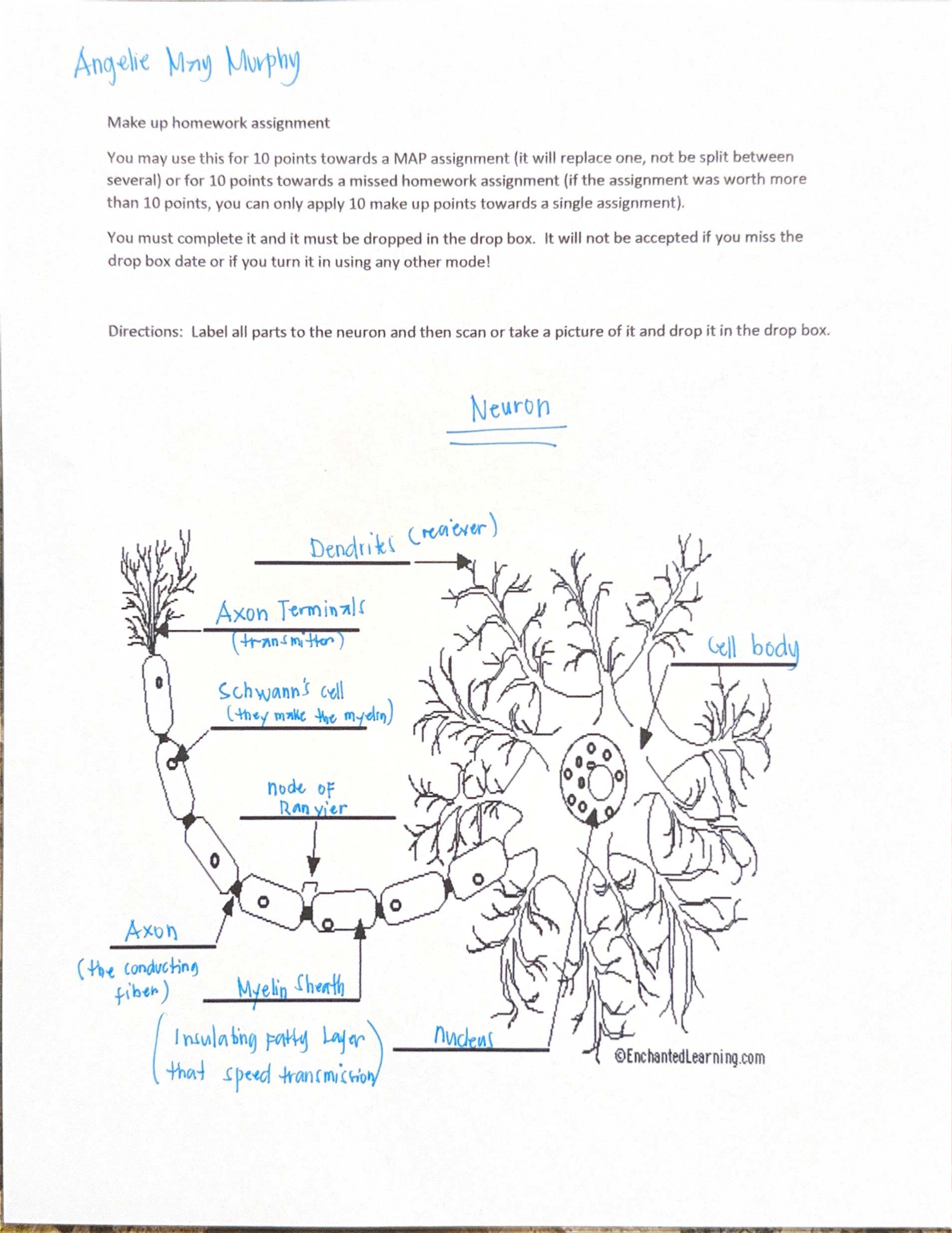 MAP Assignment: Neuron Structure Makeup Homework - Studocu