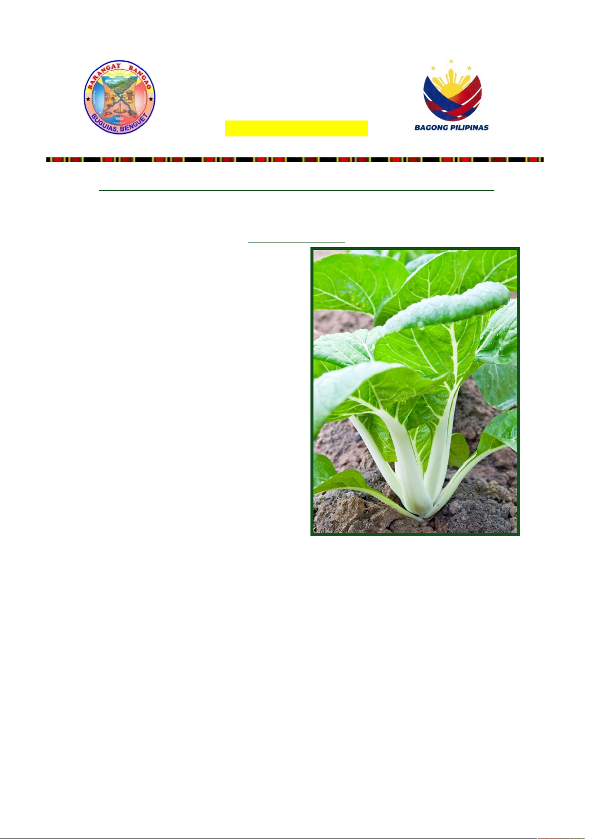 Hapag Report on Pechay Production - 2nd Sem 2025 - Studocu