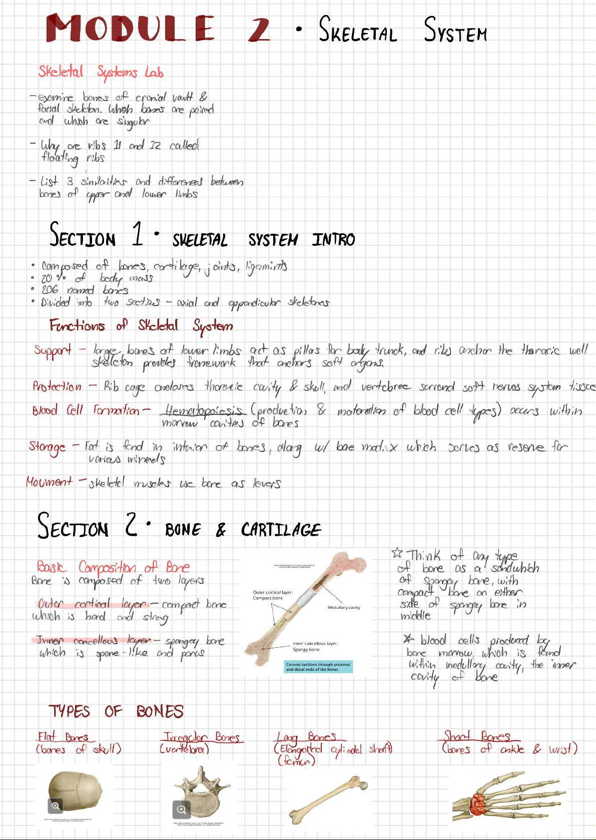 Steleton System Anatomy 101: Module 2 - Skeletal System Overview and Functions - Studocu